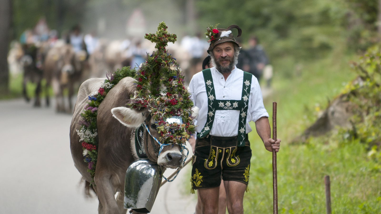 Wreathed cow at the Almabtrieb in Obermaiselstein © Klaus-Peter Kappest