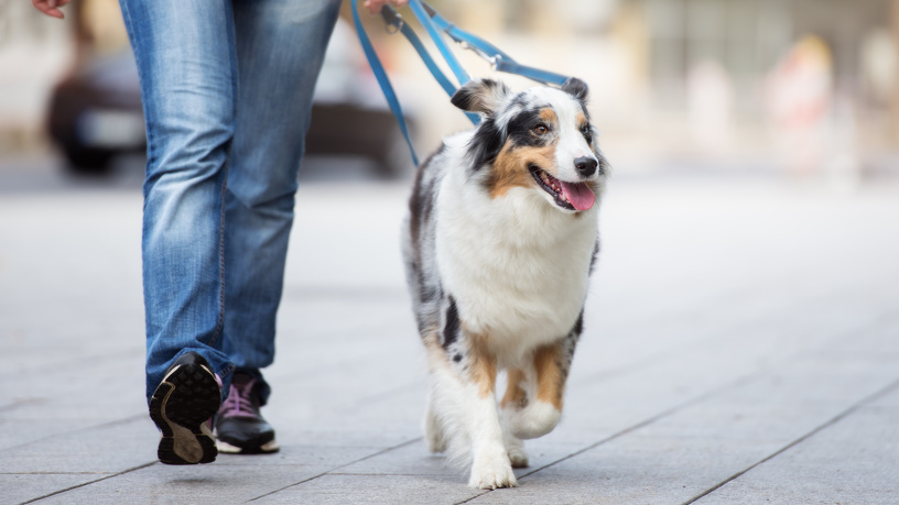 A dog walking in the city