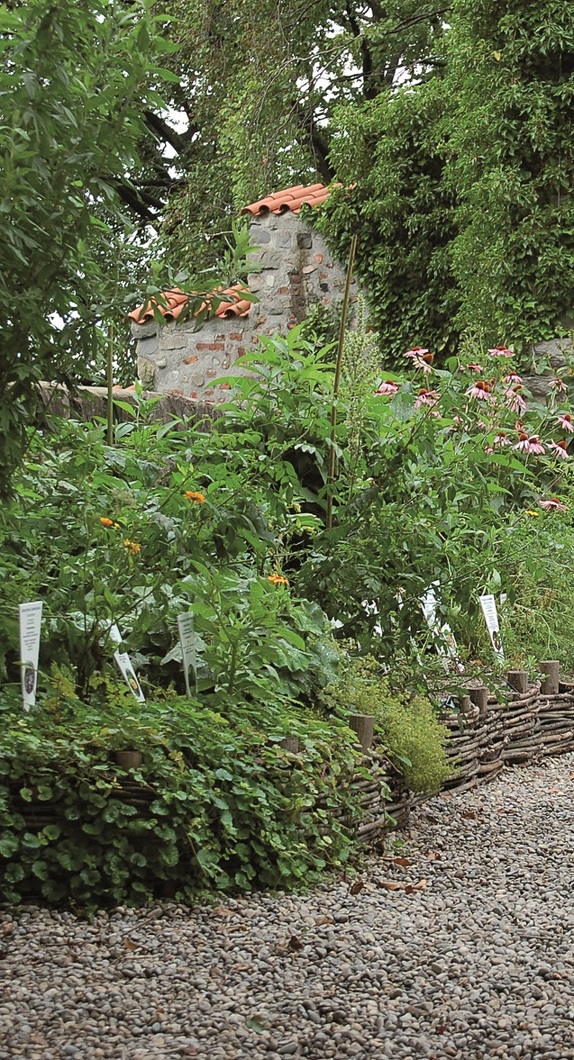Beet mit Duft- und Heilpflanzen auf der Burghalde