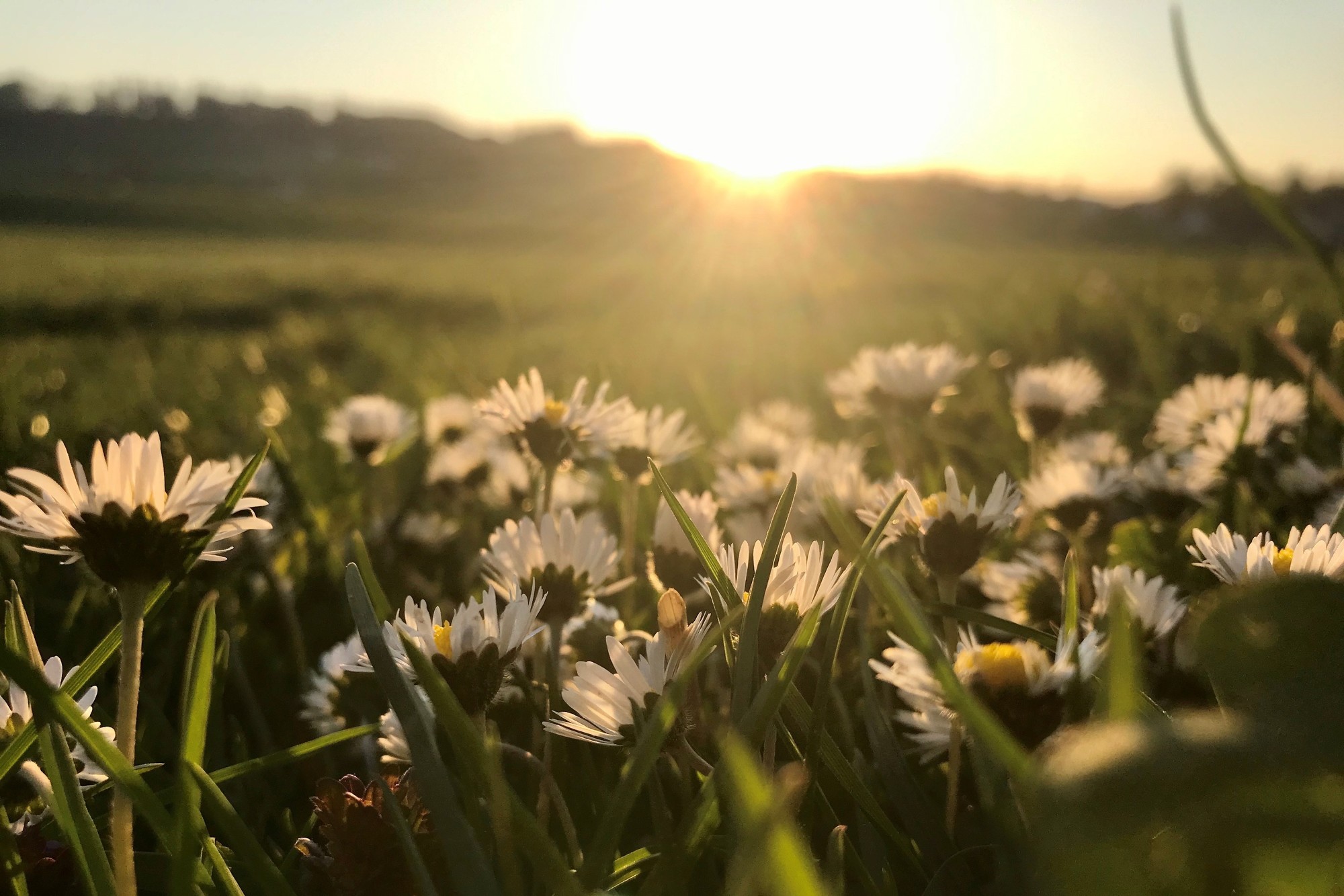 Gänseblümchen - Lieblingsplätze Kempten