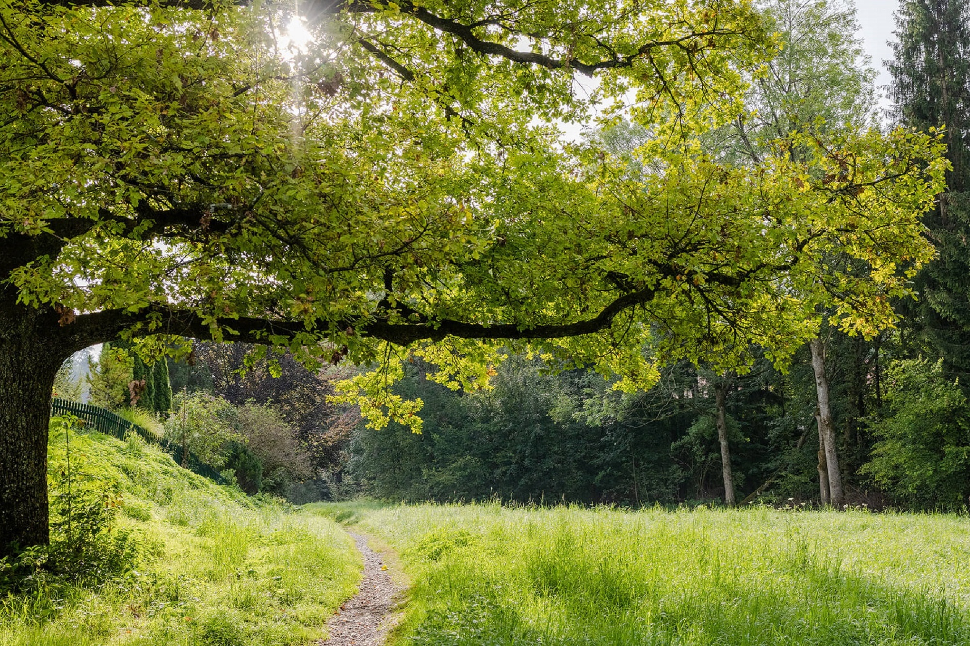 Grüner Baum in der Natur