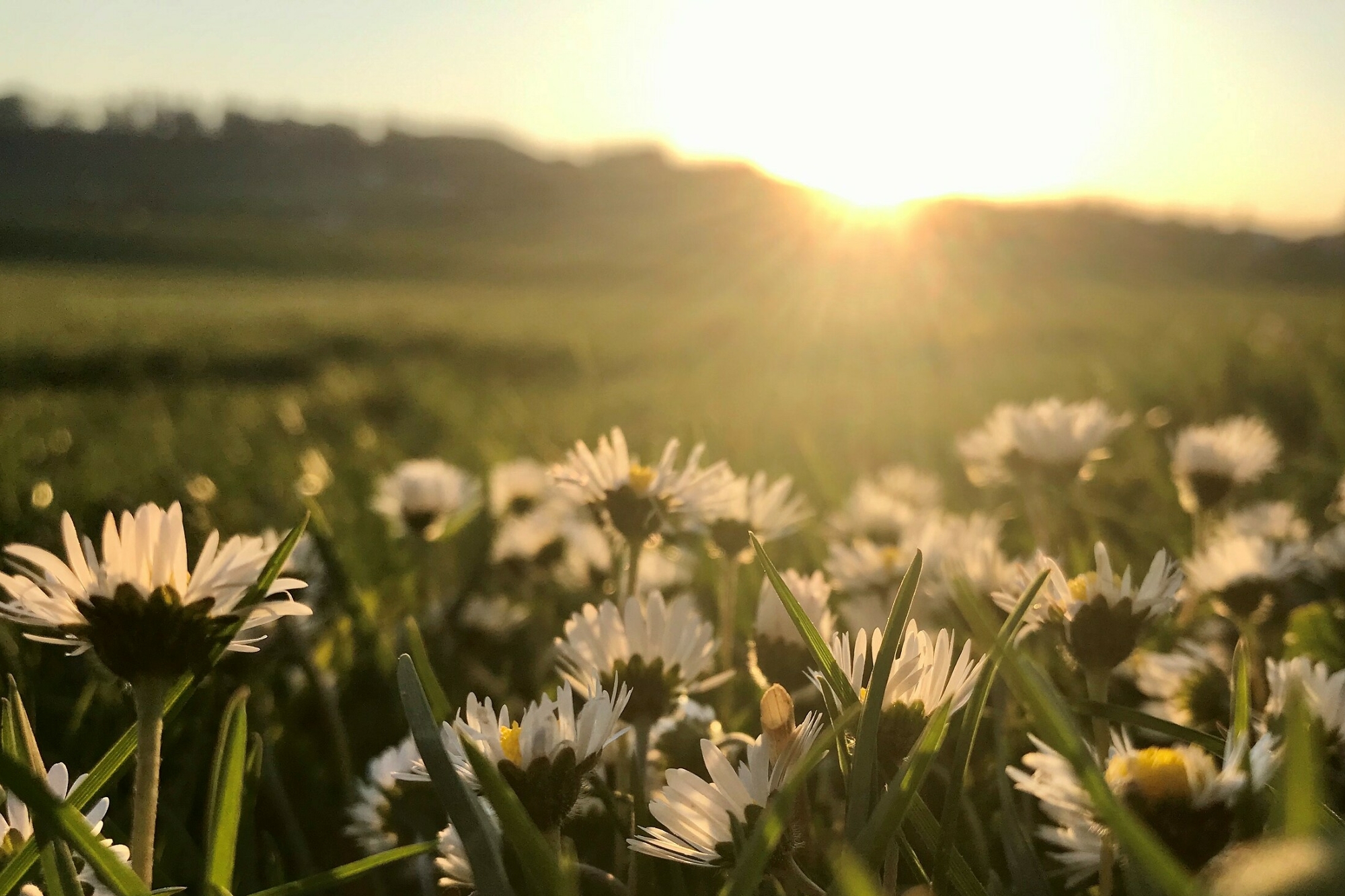 Idyllische Landschaft, Wiese mit Blumen