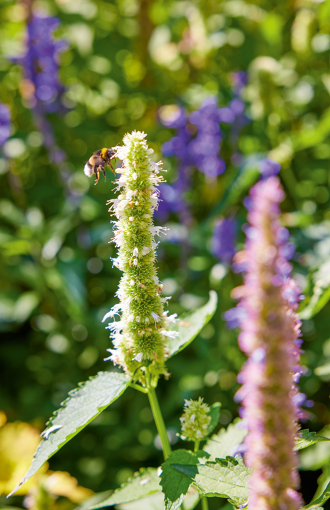 Eine Hummel im Landeanflug an eine Blume